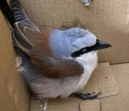 Bitkin halde bulunan kızıl sırtlı örümcek kuşu doğaya salındı