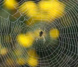 Doğadaki Matemaiksel Düzeni Dil’e Benzetmek Yanlıştır