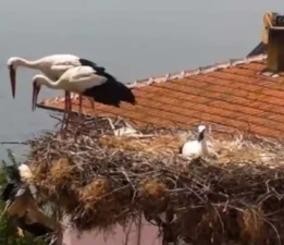 Yaren leyleğin yavrusu yeniden tedaviye alındı