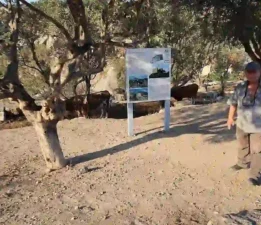 Athena’nın İnekleri