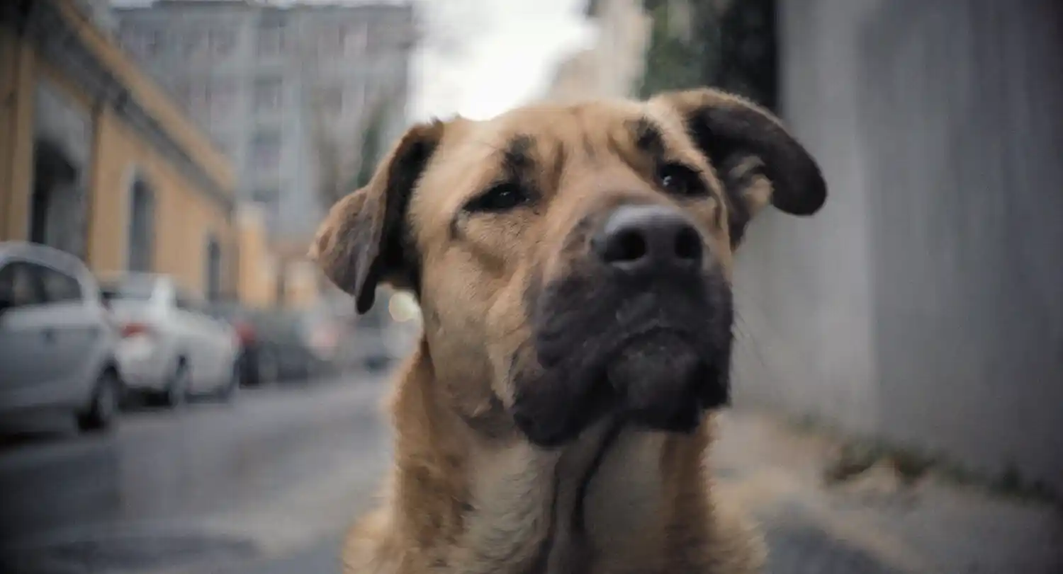 Stray (1)