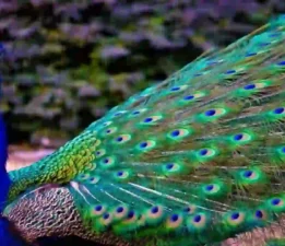 Günün Masalı: 20 Eylül ; Tavus Kuşu Söylencesi