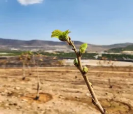 Yapraklar yeniden yeşermeye başladı