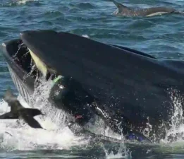 Günün Masalı: 2 Kasım; Dalgıcı Yutan Balık