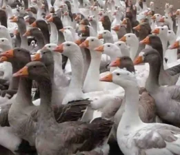 Günün Masalı: 28 Ekim; Köylü ve Kazlar