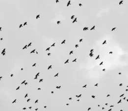 Lara Sayılgan “Sınırlar” ve “Kuşlar” İsimli Eserleriyle Contemporary İstanbul’da