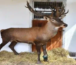 Yaralı geyik İzmir Doğal Yaşam Parkı’nda tedavi ediliyor