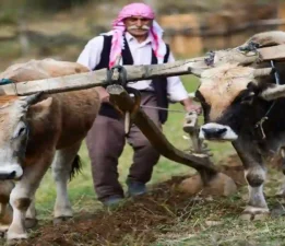 Sarp tarım arazilerinde kullanılan geleneksel yöntem: Karasaban