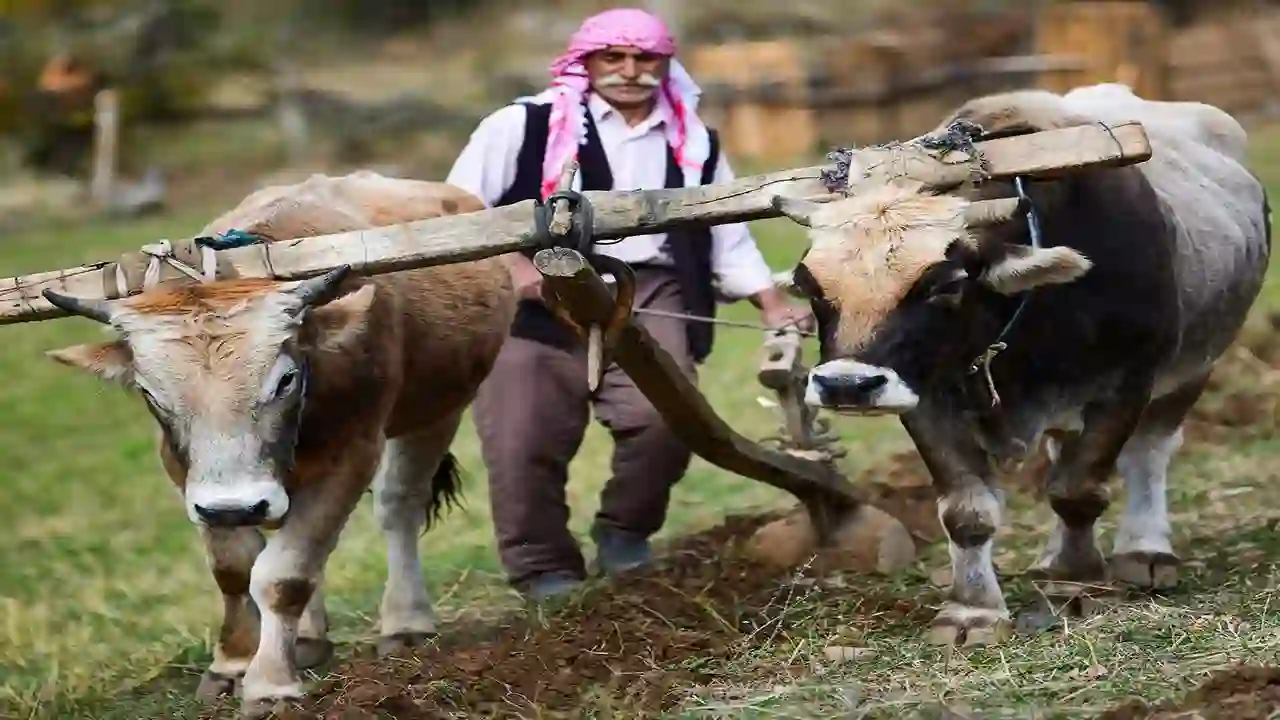 Sarp tarım arazilerinde kullanılan geleneksel yöntem: Karasaban