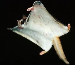 Uçan Sincap