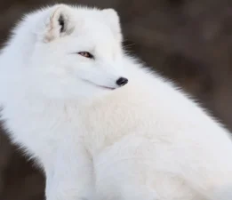 Arktik Tilkisi