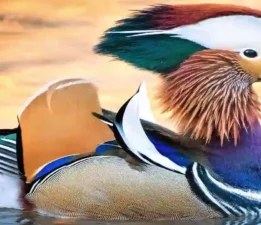 Mandarin Ördekleri