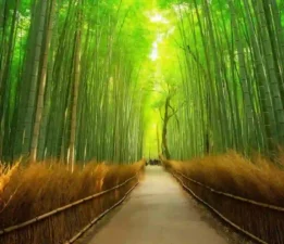 Arashiyama Bambu Ormanı