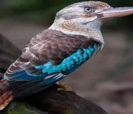 Mavi Kanatlı Kukabura