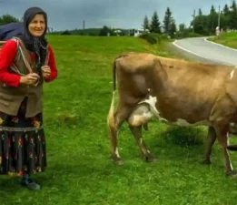 Sis dağı yaylası-Şalpazarı/Trabzon