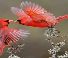 Kırmızı Kardinal Kuşları