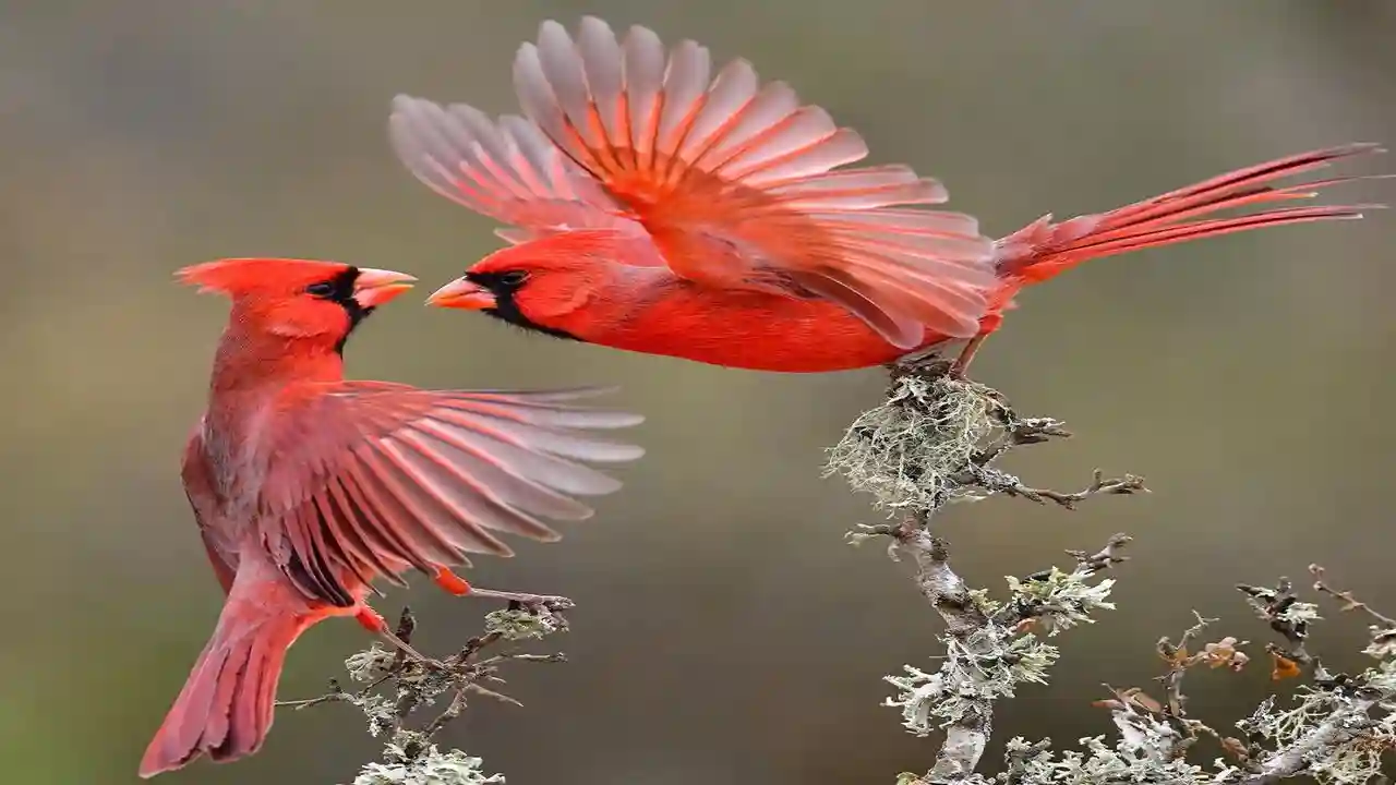 Kırmızı Kardinal Kuşları