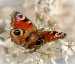 Günün Masalı: 22 Şubat; Yalnız Erik Ağacı