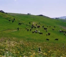 Almus dumanlı yaylası – Tokat