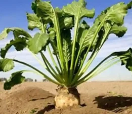 Günün Masalı: 26 Nisan; Çiftçinin Dev Pancarı