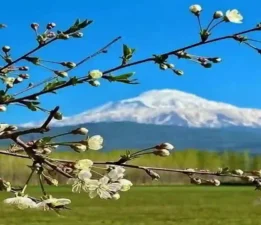 Iğdır’da kayısı ağaçları