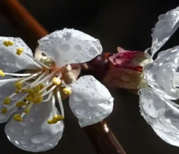 Çiçeğiyle baharın meyvesiyle de yazın habercisi kayısı