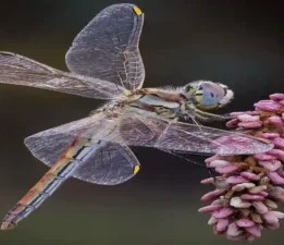 Usta bir avcı: Yusufçuk