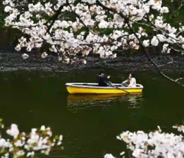 Baharın müjdecisi kiraz çiçekleri