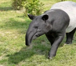 Hint tapiri
