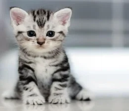 Günün Masalı: 27 Mayıs; Miyavların Mutlu Dünyası