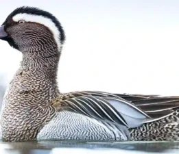 Uluabat Gölü’nde ördek