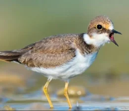 Antalya Boğaçayı ekosistemi
