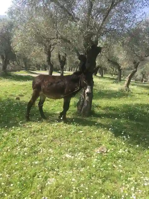 eşekli zeytinlik