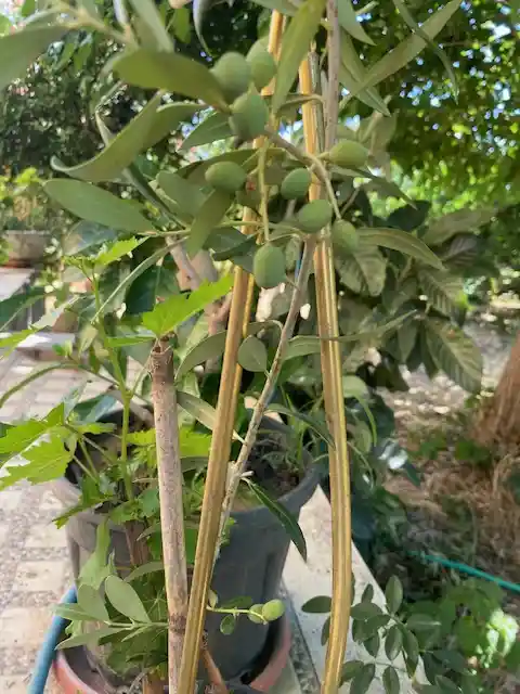 zeytin_fidanım