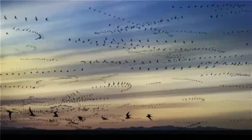 Asimetrik çağrışımlar