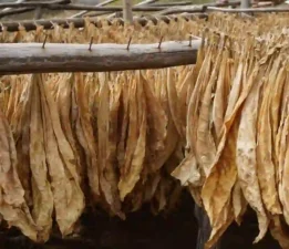 “Yüzeyin Kabuğunda” Sergisi 4 Ekim’de Greenhouse’da!