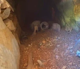 Tarihi mezar su deposu kazısından çıktı