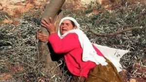 “Zeytin gözlüm sana meylim nedendir? Bu sevmenin kabahati kimdedir? Gül