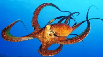 Ahtapotların üç kalbi vardır