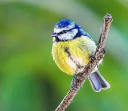 Mavi Baştankara kuşu