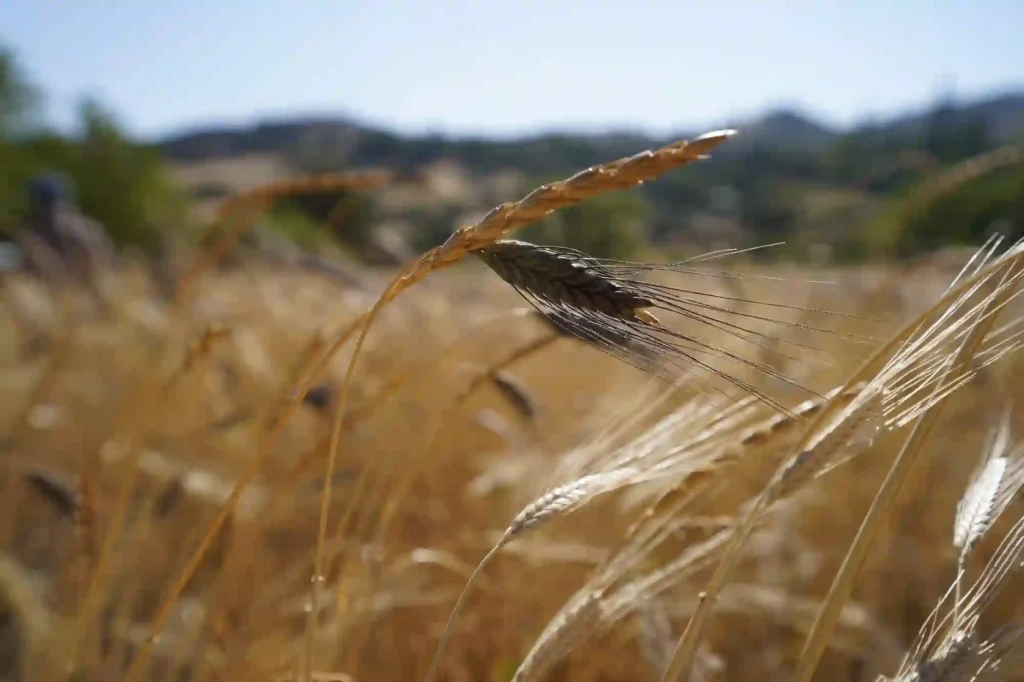 Mezopotamya Ekmek ve Aşk03