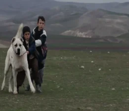 Kaan Müjdeci’nin “Sivas”  filmi Youtube’da yayında!