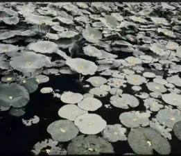 Lara Sayılgan 11. Asia Now  Paris Asya Sanat Fuarı’nda!