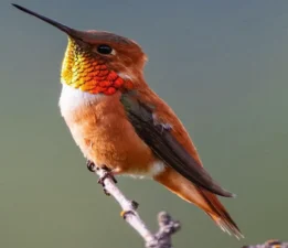 Kızıl sinek kuşları