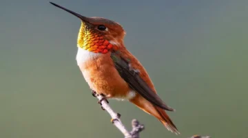 Kızıl sinek kuşları