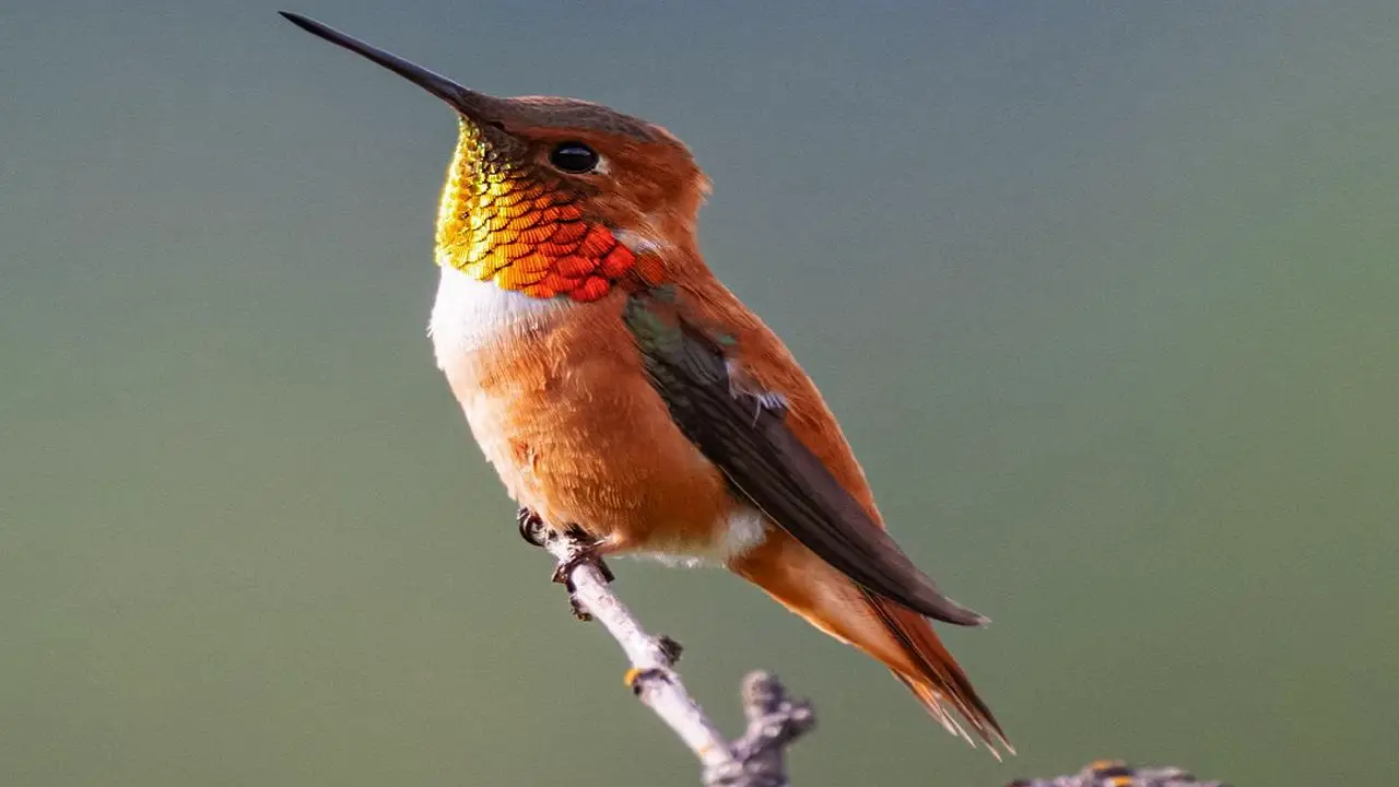 Kızıl sinek kuşları