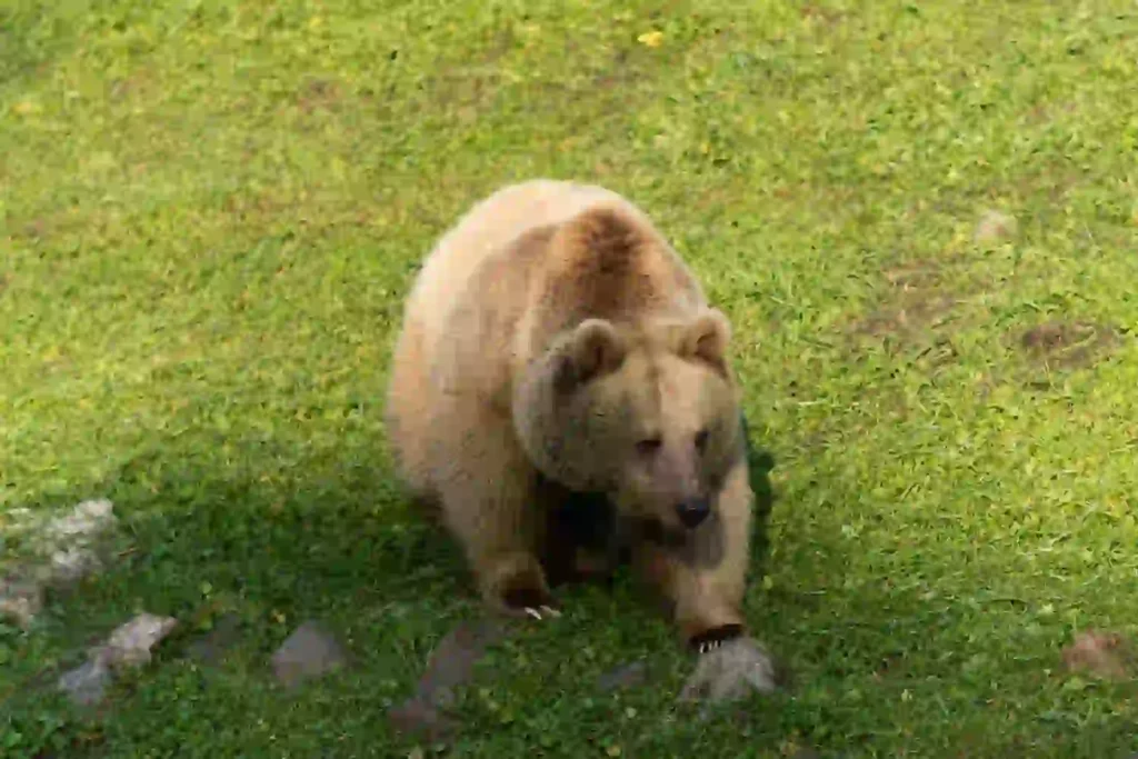 Jüliet ve Yumuk da artık İzmirli oldu02