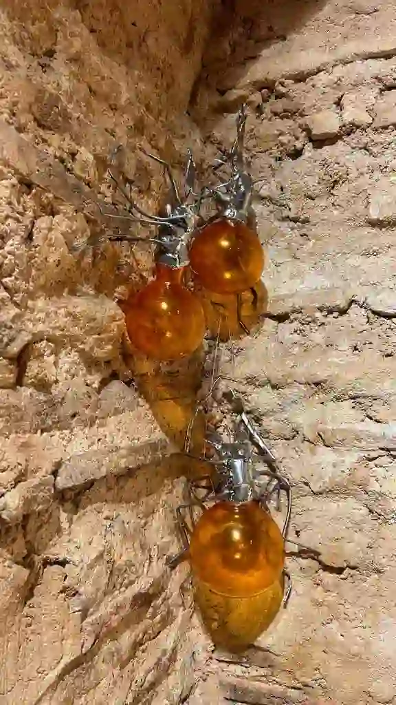Cam_kurşun