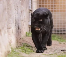 Doğal Yaşam Parkı’nın jaguarı Juliet yaşama veda etti