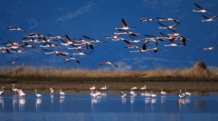 Büyük Menderes Deltası Milli Parkı